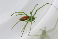 Tetragnatha viridis