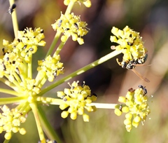 Nanobubon strictum