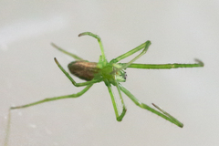 Tetragnatha viridis