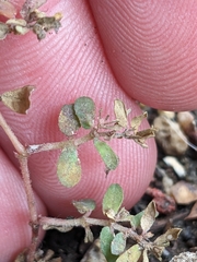 Euphorbia