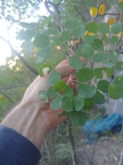 Bauhinia lunarioides