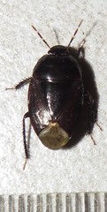 Macroscytus