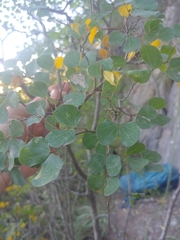 Bauhinia lunarioides
