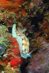 Hypselodoris pulchella