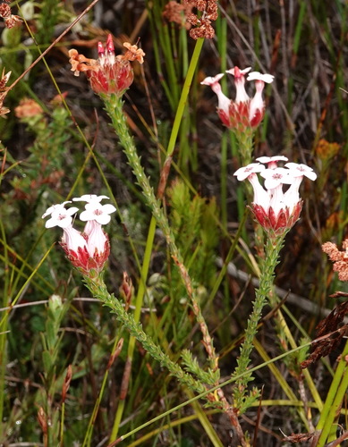 Image of Erica ampullacea by (c) desertnaturalist, some rights reserved (CC BY)