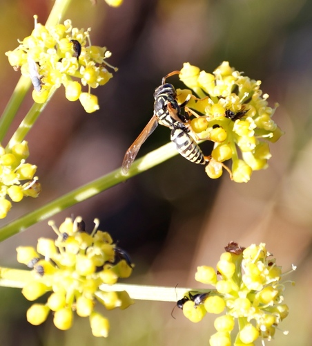 Image of Nanobubon strictum by (c) Tony Rebelo, some rights reserved (CC BY-SA)