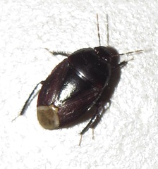 Macroscytus