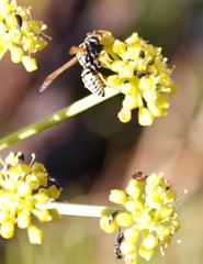 Nanobubon strictum