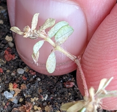 Euphorbia