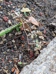 Euphorbia