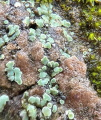 Pezizomycotina
