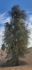 Prosopis cineraria