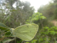 Pieris