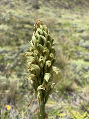 Chloraea leptopetala