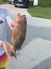 Epinephelus morio