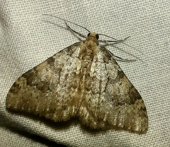 Nebula ibericata