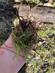 Juncus repens