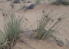 Cyperus conglomeratus