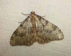 Nebula ibericata