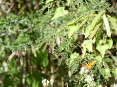 Heliconiinae