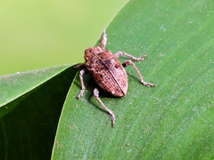 Hyperinae