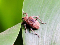 Hyperinae
