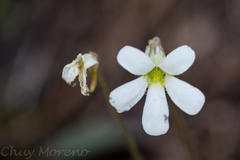 Pinguicula heterophylla