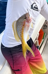 Ocyurus chrysurus