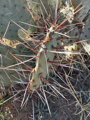 Opuntia macrocentra