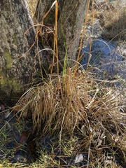 Andropogon gyrans