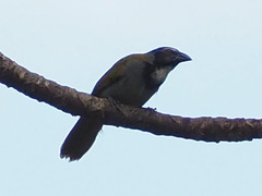 Saltator atriceps