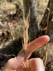 Andropogon gyrans