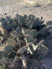 Opuntia macrocentra