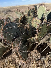 Opuntia macrocentra