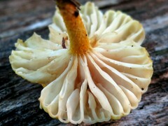 Cyptotrama chrysopepla