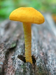 Cyptotrama chrysopepla