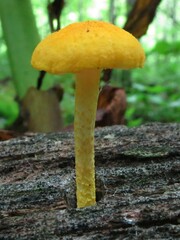 Cyptotrama chrysopepla