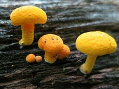 Cyptotrama chrysopepla