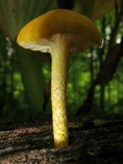 Cyptotrama chrysopepla