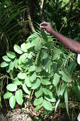 Psydrax subcordata
