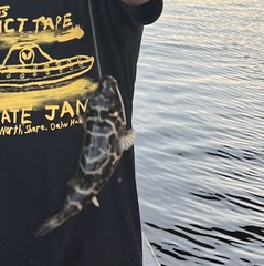 Sphoeroides testudineus