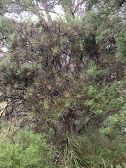Melaleuca linearis