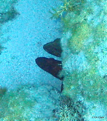 Cephalopholis cruentata