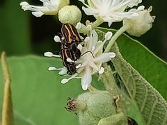 Astylus lineatus