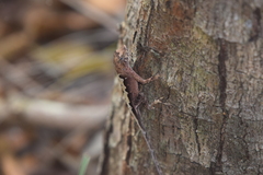 Anolis tropidonotus