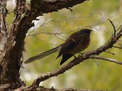 Rhipidura fuliginosa fuliginosa