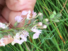 Teucrium canadense canadense