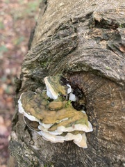Trametes gibbosa