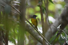 Eucometis penicillata