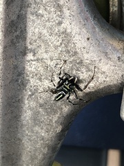 Cosmophasis thalassina